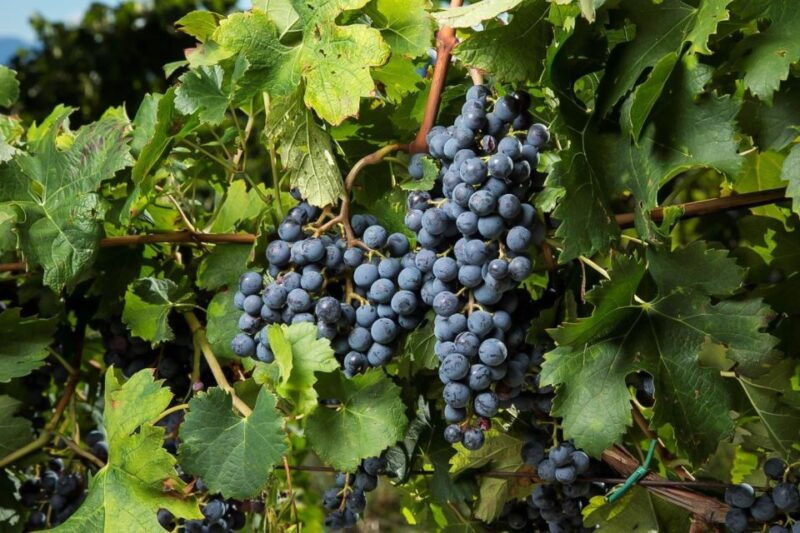 exclusive-chianti-rufina-half-day-with-lunch-from-florence