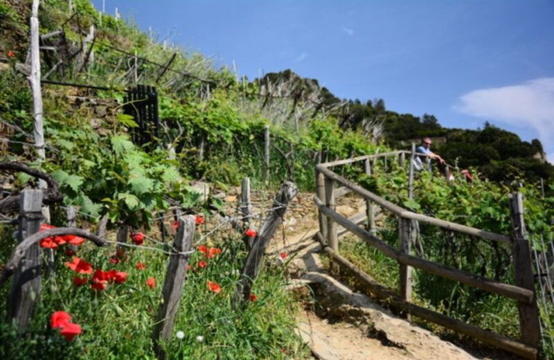 exclusive-cinque-terre-day-trip-from-florence-2