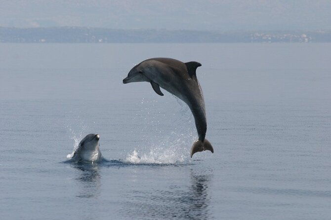 exclusive-dolphin-sunset-cruise-with-dinner-drinks-from-pula
