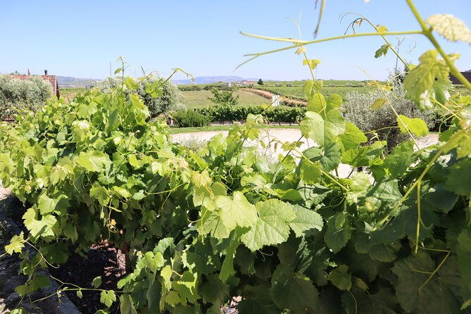 exclusive-douro-valley-visit-3-wineries-9-wine-tastings-lunch