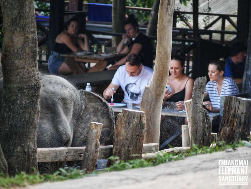 exclusive-experience-half-day-with-family-giant-animals