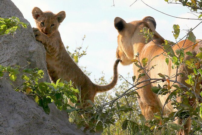 Exclusive full day Chobe game drive safari - Key Points