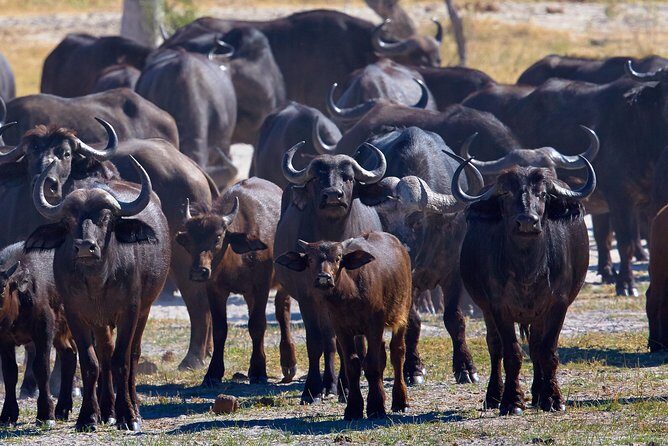 Exclusive full day Chobe game drive safari - Why Choose the Chobe Game Drive Safari?