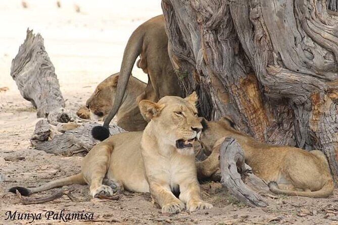 Exclusive full day Chobe game drive safari - Pricing and Value