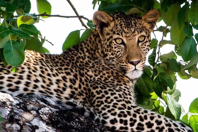 Exclusive full day Chobe game drive safari - Reviews and Authentic Insights