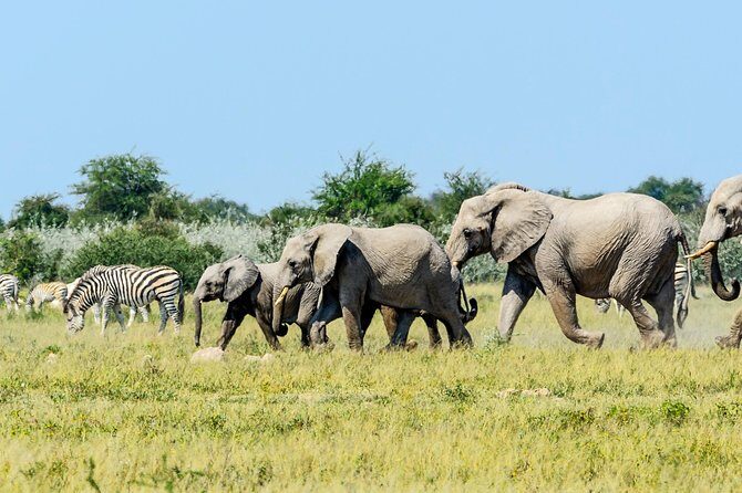 Exclusive full day Chobe game drive safari - The Sum Up: Who Is This Tour Best For?