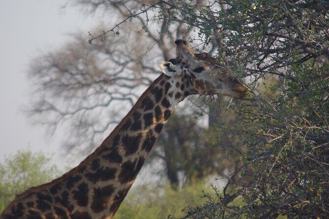 Exclusive full day Chobe game drive safari - FAQs