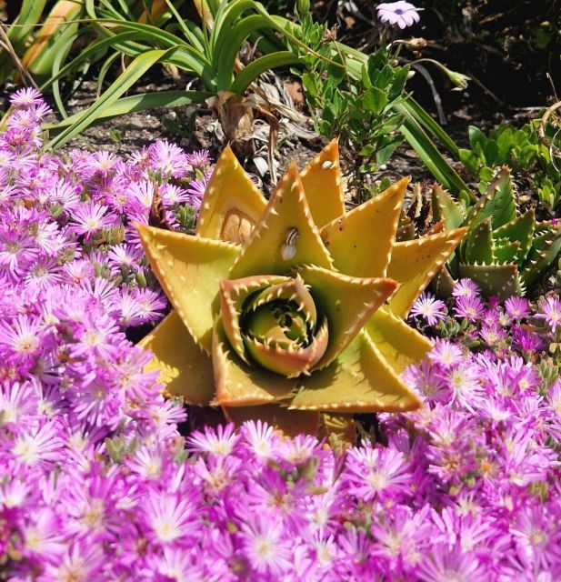 exclusive-full-day-guided-tour-west-cornwall