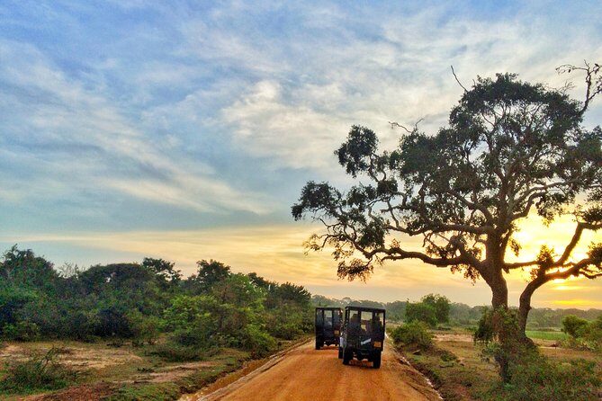 Exclusive : Full Day Leopard Safari at Yala National Park - Who Should Book This Safari?