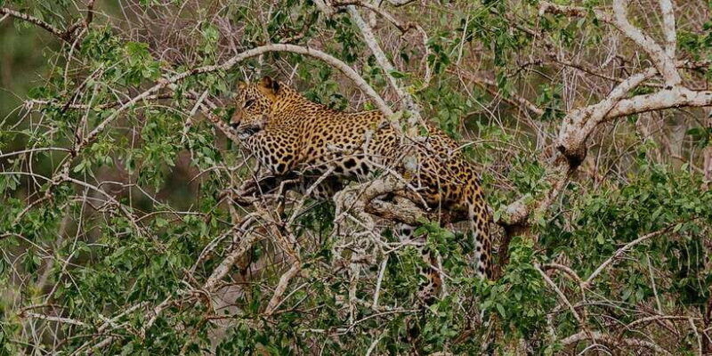 exclusive-full-day-leopard-safari-yala-with-picnic-lunch
