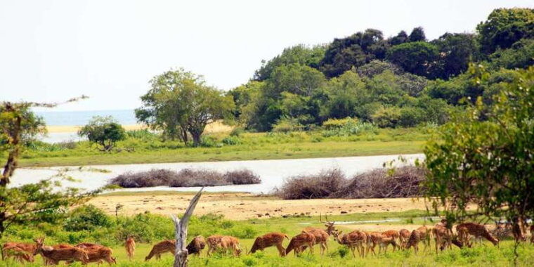 exclusive-full-day-leopard-safari-yala-with-picnic-lunch