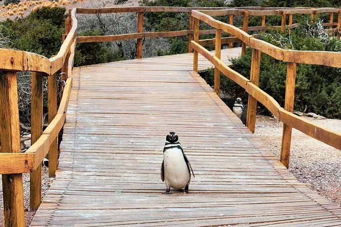 exclusive-full-day-tour-penguin-colony-in-punta-tombo-from-madryn