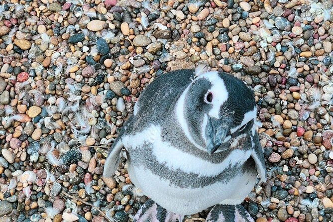 exclusive-full-day-tour-penguin-colony-in-punta-tombo-from-madryn