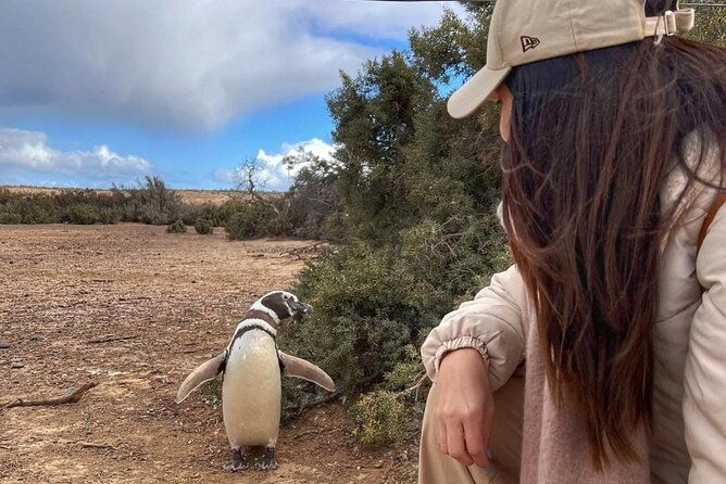 exclusive-full-day-tour-penguin-colony-in-punta-tombo-from-madryn
