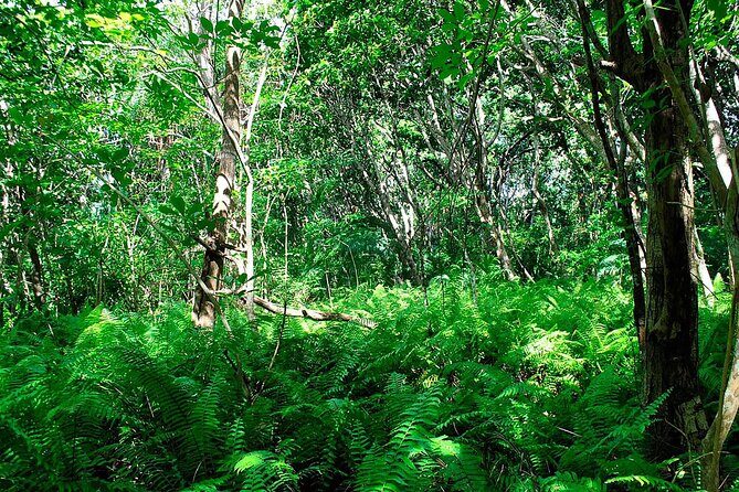 Exclusive Full-Day Zanzibar Adventure: Jozani Forest, Hidden Gems - The Sum Up