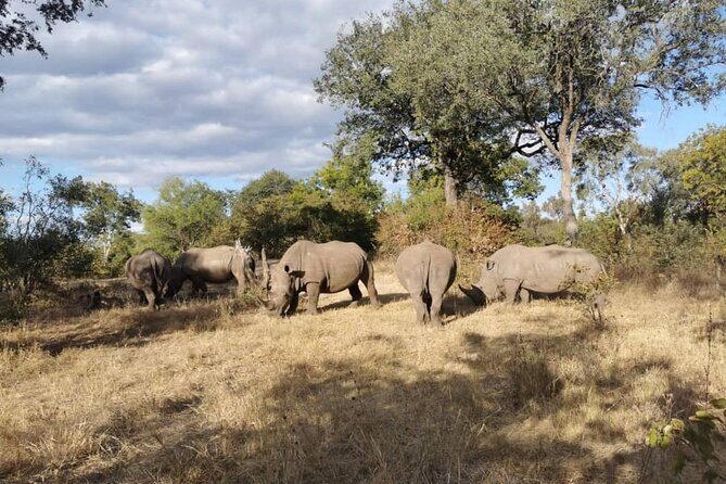Exclusive Game Drive & White Rhino Safari in Livingstone Zambia - The Itinerary: What to Expect