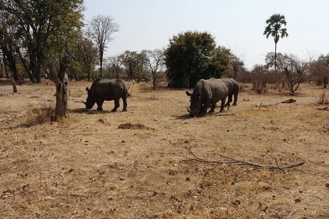 Exclusive Game Drive & White Rhino Safari in Livingstone Zambia - Authentic Reviews