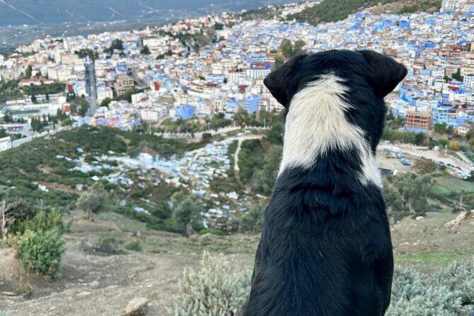 Exclusive Guided Tour to Chefchaouen From Tangier - Who Should Consider This Tour?