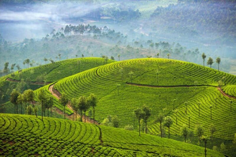 Exclusive Kerala Beauty, Munnar Hill Station Overnight Tour - FAQ