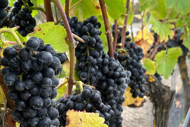Exclusive Martinborough Wine Tour - A Closer Look at the Itinerary and Experience