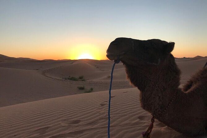 Exclusive Merzouga Desert Safari: Camel Ride, Sandsurf & Dinner - What to Expect from the Merzouga Desert Safari