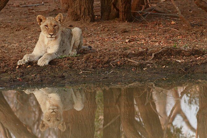 Exclusive Morning Game Drive Safari near Hoedspruit - Final Thoughts