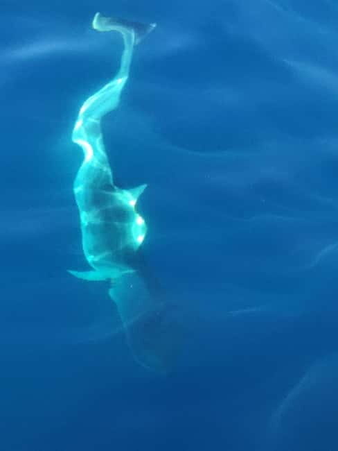 Exclusive motor boat dolphins watch - Key Points