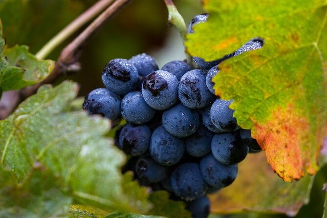 exclusive-napa-valley-wine-tour