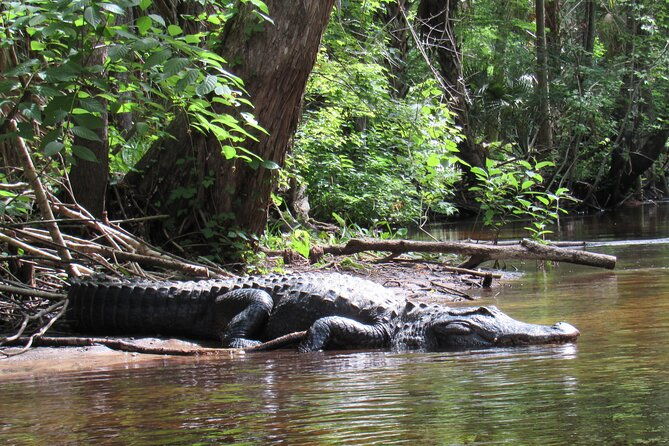 exclusive-nature-escape-kayak-adventure-on-blackwater-creek-2
