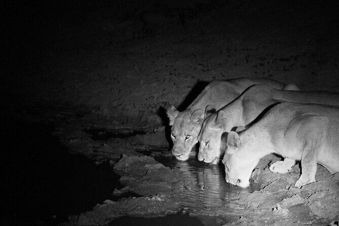 Exclusive Night Drive Safari near Hoedspruit - Key Points