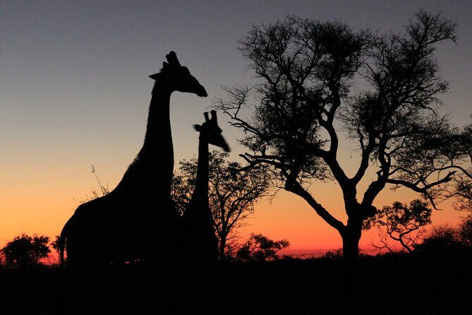 Exclusive Night Drive Safari near Hoedspruit - The Allure of a Night Safari