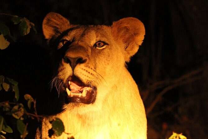 Exclusive Night Drive Safari near Hoedspruit - The Experience’s Strengths and Possible Limitations