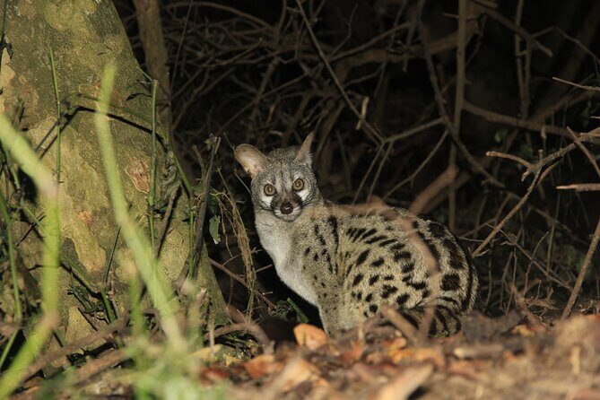 Exclusive Night Drive Safari near Hoedspruit - Who Should Consider This Tour?