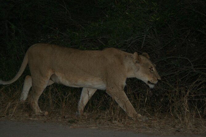 Exclusive Night Drive Safari near Hoedspruit - Frequently Asked Questions