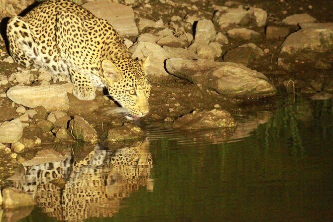 Exclusive Night Drive Safari near Hoedspruit - Final Thoughts