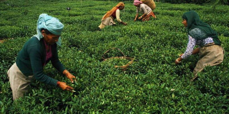 exclusive-nuawara-eliya-horton-plains-and-tea-factory-tour