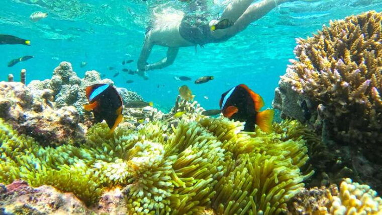 exclusive-one-day-tour-to-lomboks-pink-beach-and-3-gilis