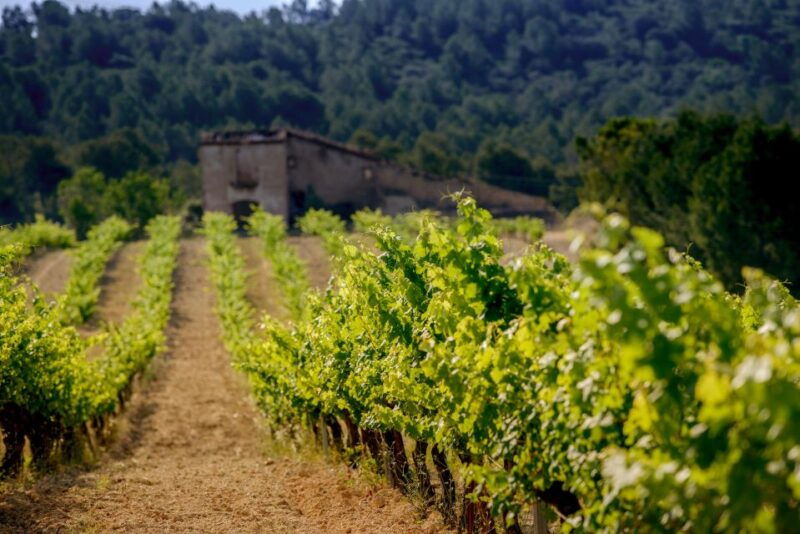 exclusive-penedes-wine-tour-brunch-in-the-vineyard