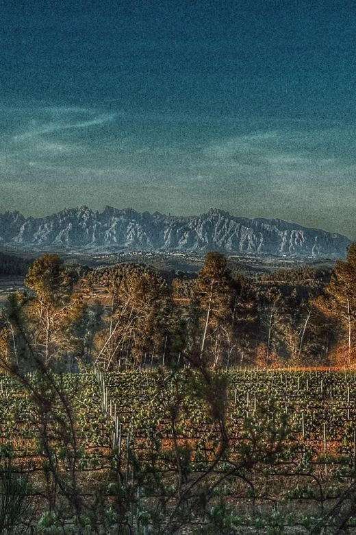 exclusive-penedes-wine-tour-brunch-in-the-vineyard