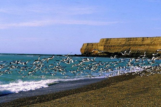 exclusive-peninsula-valdes-nature-wildlife-for-cruise-guests