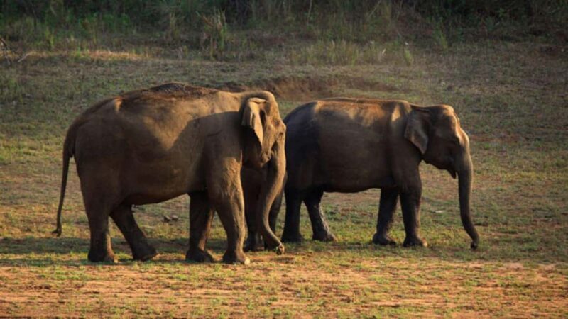 Exclusive, Periyar Wildlife Overnight Tour with Guide - What Sets This Tour Apart