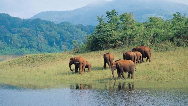 Exclusive, Periyar Wildlife Overnight Tour with Guide - Final Thoughts: Who Is This Tour For?