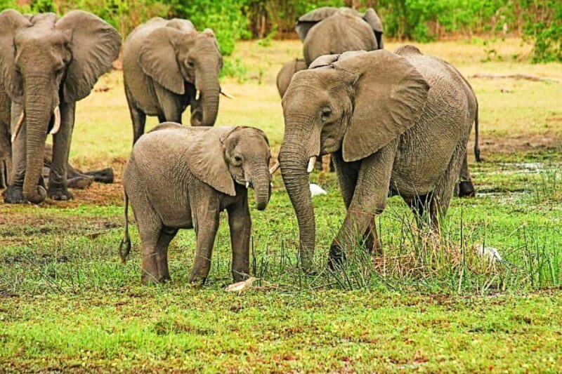 Exclusive Periyar Wildlife with Elephant Bath Tour (03 Days) - Authenticity & Reviews: What Travelers Say