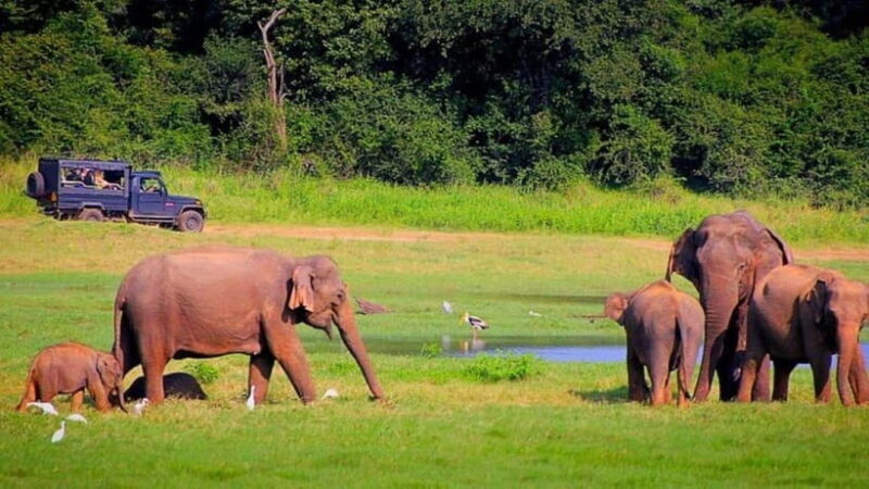 Exclusive Periyar Wildlife with Elephant Bath Tour (03 Days) - Key Points