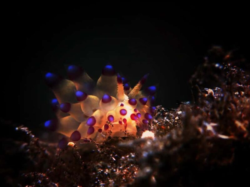 Exclusive private dive guide and underwater photography - Key Points