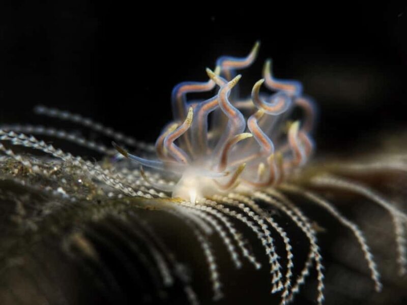 Exclusive private dive guide and underwater photography - What Makes This Tour Valuable