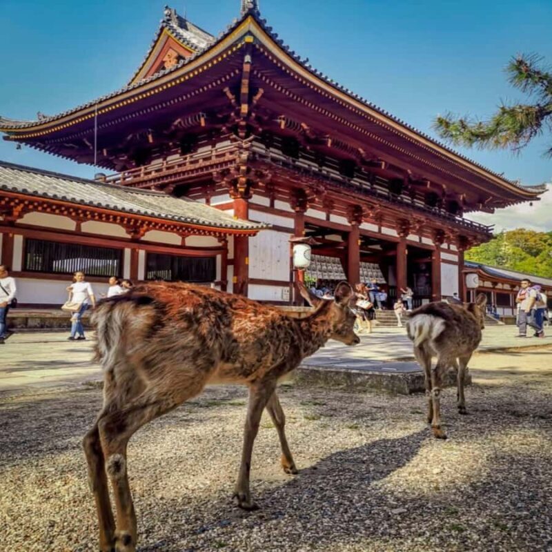 Exclusive Private Guided Tour of Osaka & Nara, Customize - Whats the Real Value?