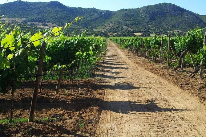 exclusive-private-tuk-tuk-tour-visit-to-a-sardinian-winery-2