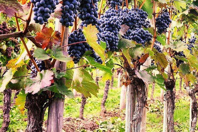 exclusive-private-tuk-tuk-tour-visit-to-a-sardinian-winery-3