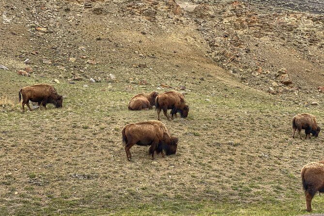 Exclusive Private Yellowstone Adventure: Explore The Lower Loop - Who Would Love This Tour?